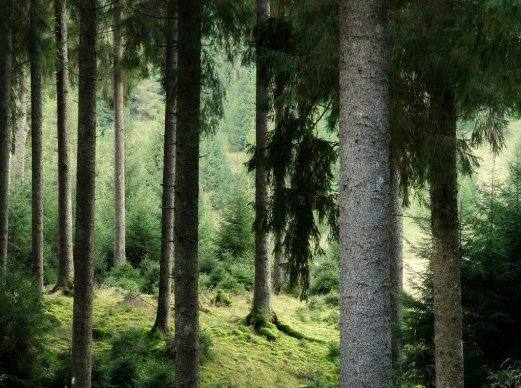 Foresta del Cansiglio